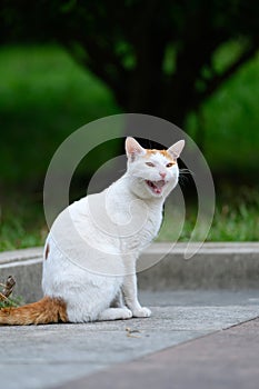 cat siting on the ground